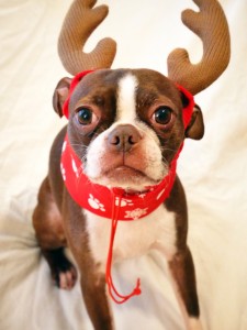 Bean isn't too fond of being a reindeer, but it sure is cute!