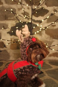 "Zsa Zsa says: Santa I have been a good girl."