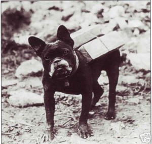 French Bulldog WW1